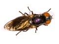 Chrysogaster solstitialis